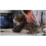 Ultrassonografia Gato
