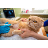 Ultrassonografia para Gato