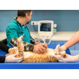 ultrassonografia abdominal em gatos marcar Resende