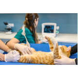 ultrassonografia abdominal em gatos Cidade Nova