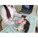 ultrassonografia em gatos marcar Mangueira