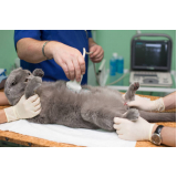 ultrassonografia em gatos Ipanema