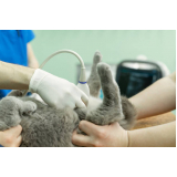 ultrassonografia gato Saúde
