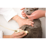 ultrassonografia para gatos marcar Centro