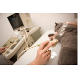 ultrassonografia para gatos Resende