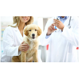 vacina antirrábica animal Centro