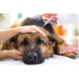 vacina antirrábica cachorro preço Mangueira