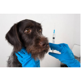 vacina antirrábica em cachorro Mangueira