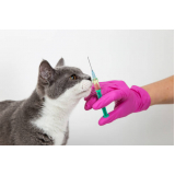vacina antirrábica gato Rio das Ostras
