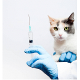 vacina antirrábica para gatos Santo Cristo