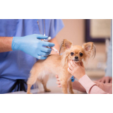 vacina contra leishmaniose canina Catete