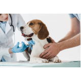 vacina contra raiva cachorro Centro