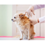 vacina contra raiva em cachorro Caju