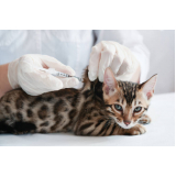 vacina contra raiva felina Centro