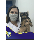 vacina da raiva para cachorro Rio Comprido