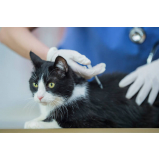 vacina da raiva para gatos Mangueira