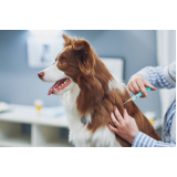 vacina de filhote de cachorro valor Nilópolis