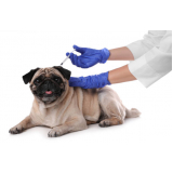 vacina de filhote de cachorro Itaboraí