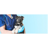 vacina de raiva cachorro valor Queimados
