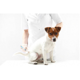 vacina em filhote de cachorro Queimados