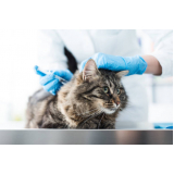 vacina fiv felina clínica Leme
