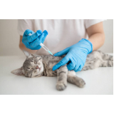 vacina fiv felv gatos clínica Niterói
