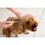vacina para cachorro Leme