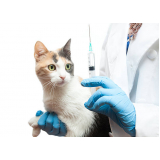 vacina para gato preço Santo Cristo