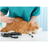 vacina para gato Resende