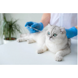 vacina para gatos fiv e felv clínica Magé