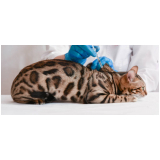 vacina quíntupla felina preço Cidade Nova