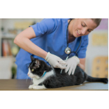 vacina v5 para gatos preço Estácio