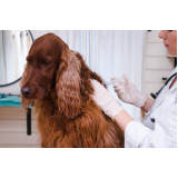 Vacina em Cachorro