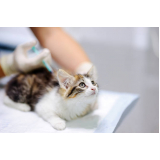 vacinas para gatos filhotes Santa Teresa