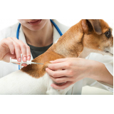 valor de vacina antirrábica cachorro Ipanema