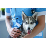 valor de vacina contra raiva em cachorro Benfica
