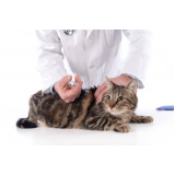 valor de vacina contra raiva gato Rio Comprido