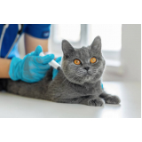 valor de vacina da raiva para gatos Lapa