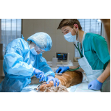 veterinário especialista em cirurgias Paquetá
