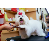 veterinário especializado em tosa de poodle Flamengo