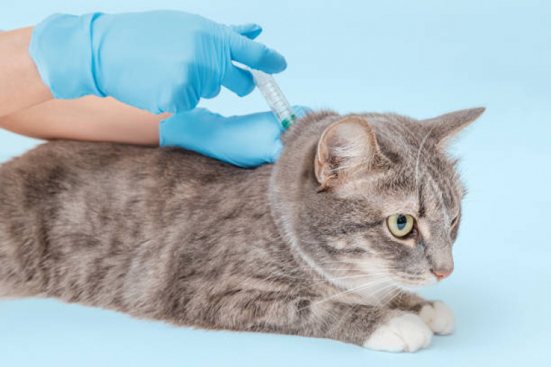 Vacina contra Felv e Fiv Clínica Saúde - Vacina para Gatos Fiv e Felv