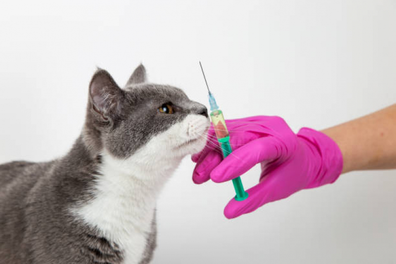 Vacina contra Felv e Fiv Rocinha - Vacina para Gatos Fiv e Felv
