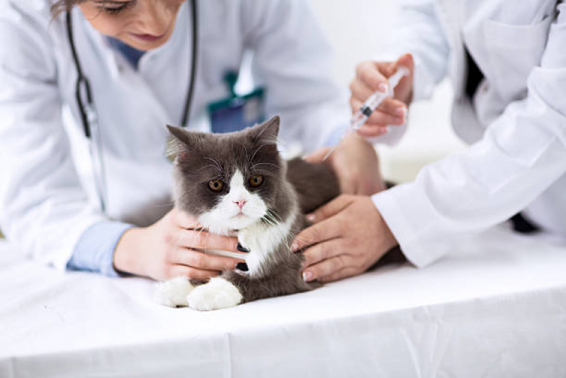 Vacina contra Fiv Felv Clínica Belford Roxo - Vacina para Raiva Felina