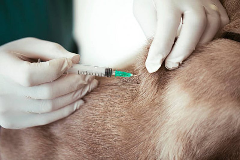 Vacina contra Fiv Felv Queimados - Vacina para Raiva Felina