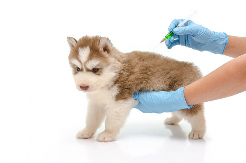 Vacina contra Leishmaniose Canina Valor Gamboa - Vacina em Filhote de Cachorro