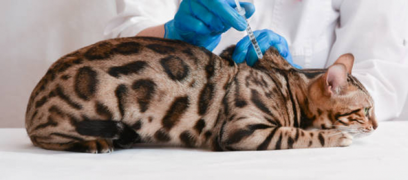 Vacina contra Raiva Felina Clínica Belford Roxo - Vacina Fiv Felv para Gato