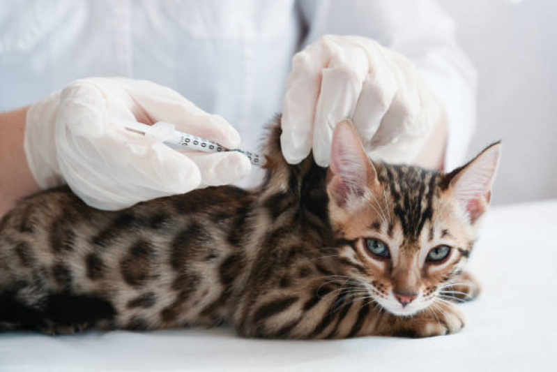 Vacina contra Raiva Felina Centro - Vacina para Gatos Fiv e Felv