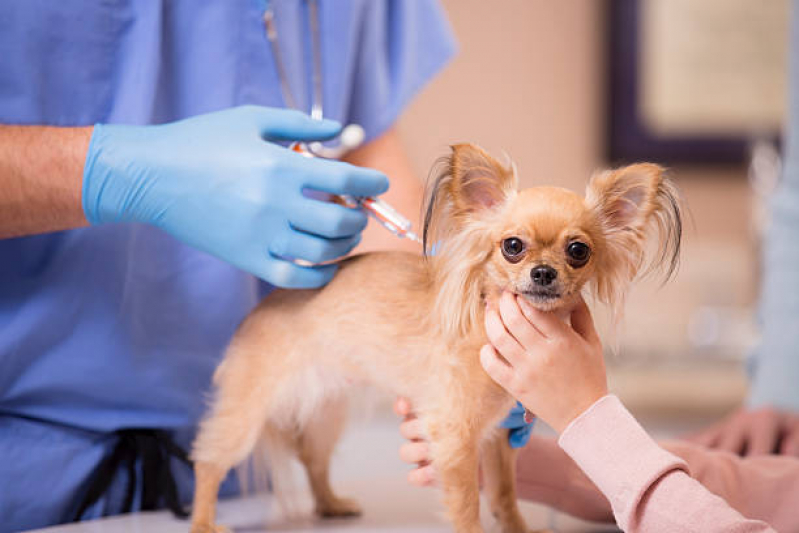 Vacina da Raiva Cachorro São João de Meriti - Vacina contra Leishmaniose Canina
