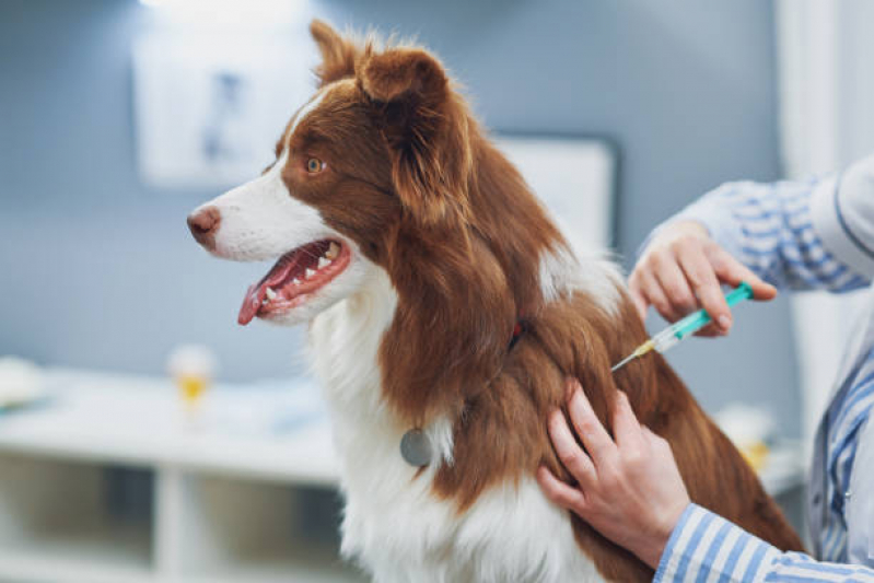 Vacina de Filhote de Cachorro Valor Mesquita - Vacina contra Leishmaniose Canina