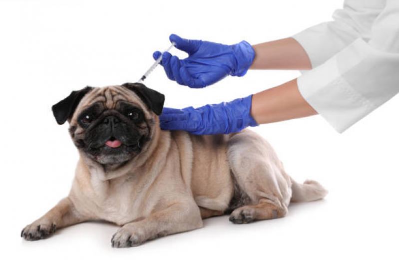 Vacina de Filhote de Cachorro Benfica - Vacina V10 para Cachorro